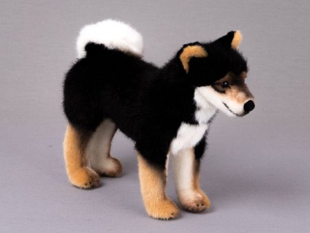 Kösener- Shiba-Inu Akito schwarz