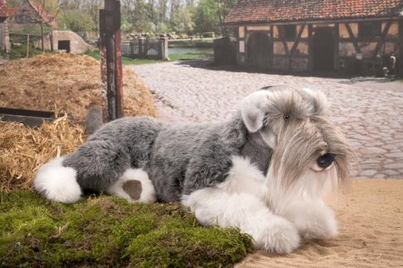 Kösener -Zwergschnauzer liegend