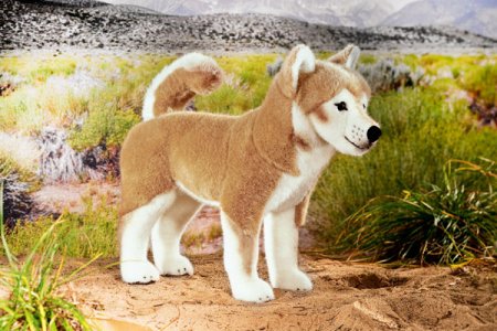 Kösener- SHIBA INU