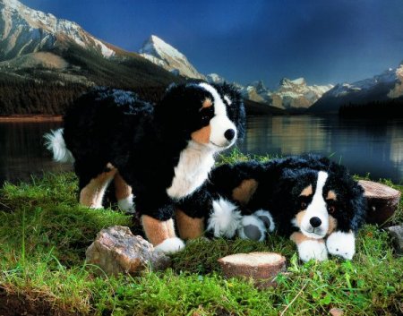 Kösener-Berner Sennenhund liegend