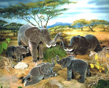 Kösener- Elefant Njogu stehend