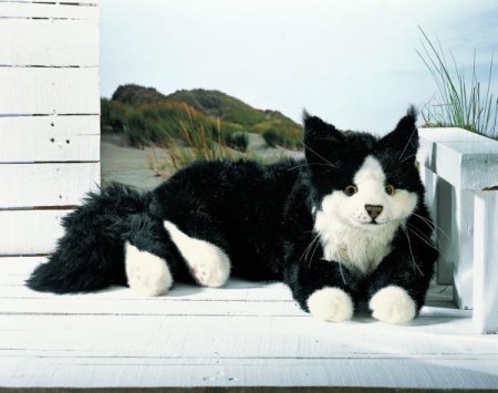 Kösener-Maine Coon Kater schwarz