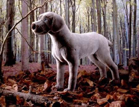 Kösener-Weimaraner grau