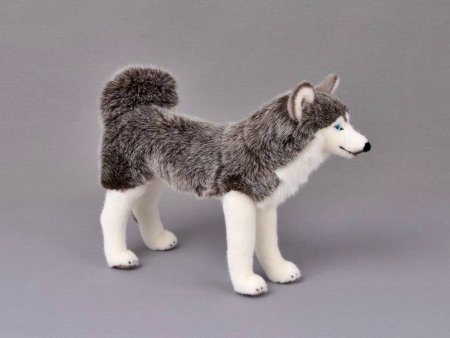 Kösener -Husky- stehend