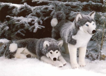 Kösener -Husky- liegend