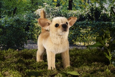 Kösener-Chihuahua