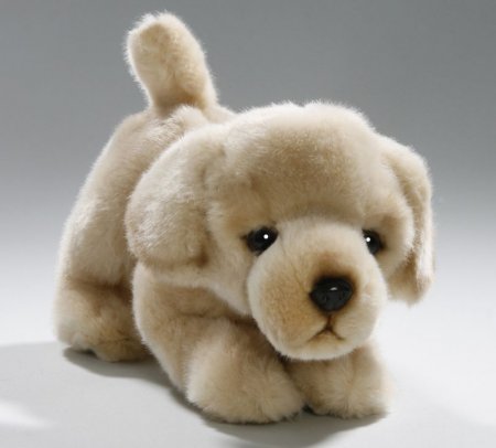 Golden Retriever Welpe ca. 23 cm