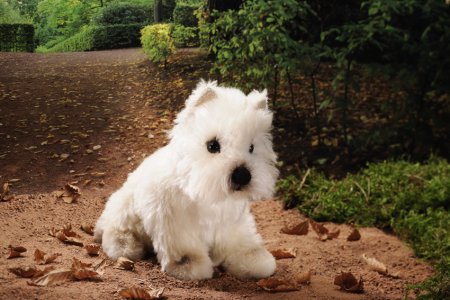 Westhighland Terrier 25 cm