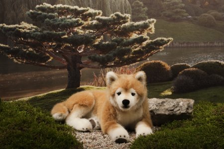 Kösener -Shiba Inu Hachiko liegend