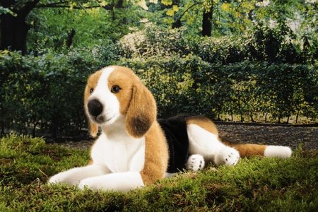 Kösener-Beagle liegend