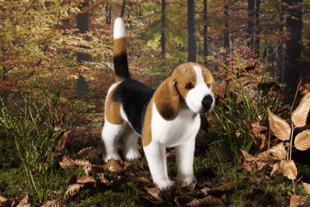 Kösener-Beagle