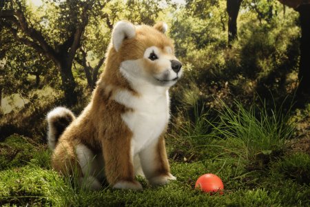 Kösener-Shiba-Inu Welpe