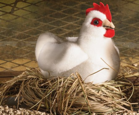 Kösener-Huhn, klein weiß
