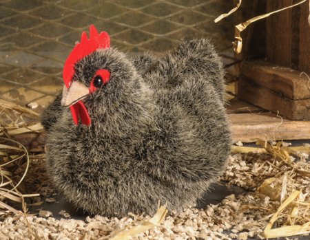 Kösener-Huhn, klein grau