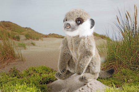 Kösener-Erdmännchenbaby