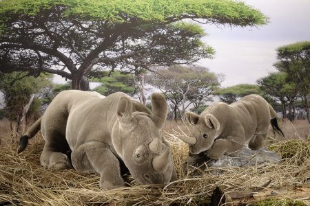 Kösener-Nashorn, klein, liegend