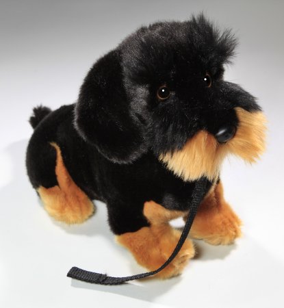 Dackel mit Leine, Rauhaardackel sitzendca. 30 cm