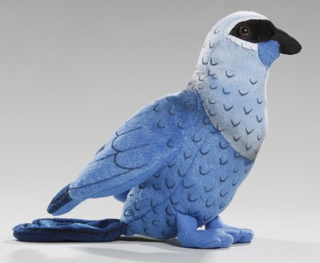 Lappenkrähe, Kokako ca.18 cm