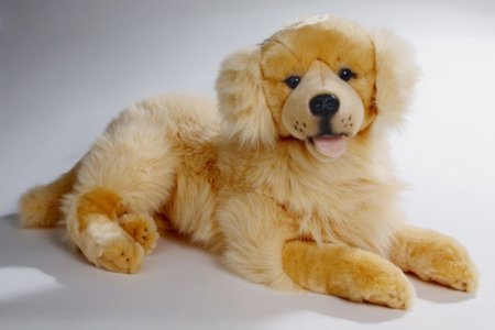 Golden Retriever liegend ca. 60cm