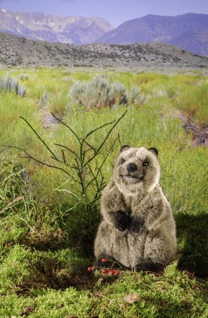 Kösener-Quokka
