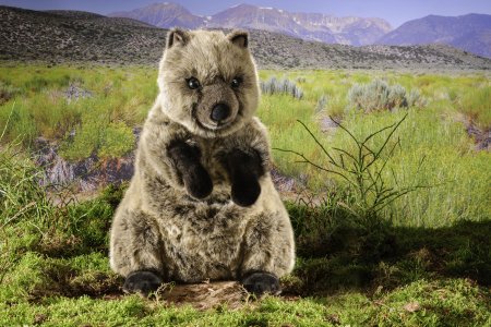 Kösener-Quokka