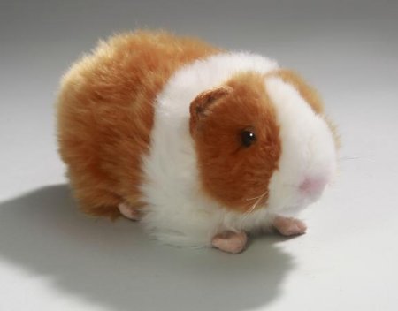 Meerschweinchen 20 cm