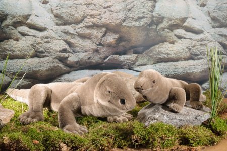 Kösener-Waran, klein