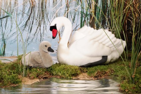 Kösener-Baby Schwan