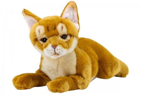 Plüsch-Abessinierkatze