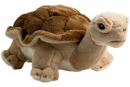 Plüsch-Schildkröte, Landschildkröte