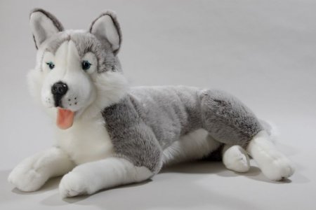 Husky liegend ca. 60 cm