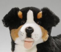 Berner Sennenhund liegend ca. 42 cm