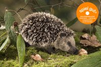 Kösener- Igel Heinrich laufend