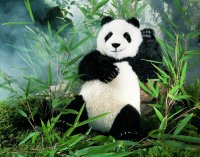 Kösener- Panda LIMITIERT:500St.