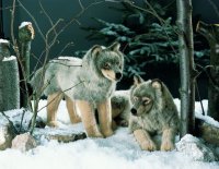 Kösener -Wolf- stehend