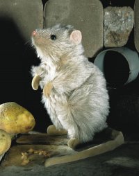 Kösener - Ratte 