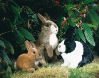 Kösener- Holländer-Kaninchen