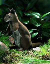 Kösener- Känguru mit Kind