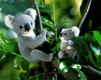 Kösener- Koala