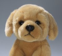 Golden Retriever Welpe sitzend ca. 22 cm