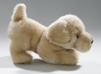 Golden Retriever Welpe ca. 23 cm