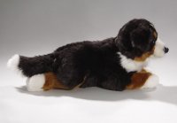 Berner Sennenhund liegend 30 cm