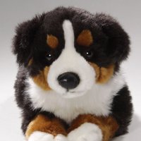 Berner Sennenhund liegend 30 cm