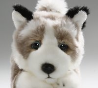 Husky Floppy ca. 23 cm