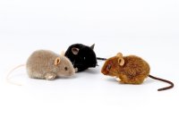 Kösener- MAUS schwarz