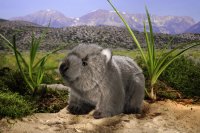 Kösener -Wombat Kind