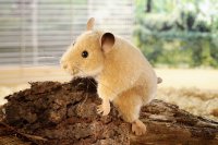 Kösener- Hamster Berti sitzend