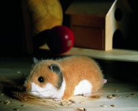 Kösener- Goldhamster