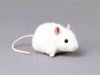 Kösener-Maus Pieps weiß