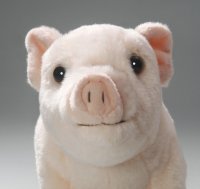 Schwein, Ferkel ca. 26 cm
